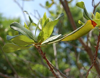Northern Bayberry (Morella pensylvanica)