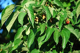 Red Mulberry (Morus rubra)