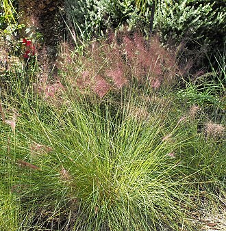 Pink Muhly Grass (Muhlenbergia capillaris)
