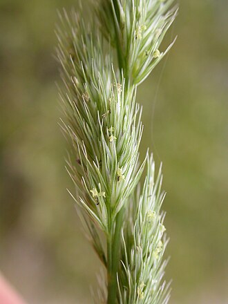 Spike Muhly (Muhlenbergia glomerata)
