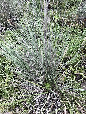 Lindheimer's Muhly (Muhlenbergia lindheimeri)