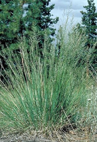 Mountain Muhly (Muhlenbergia montana)