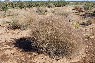 Bush Muhly (Muhlenbergia porteri)