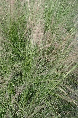 Seep Muhly (Muhlenbergia reverchonii)