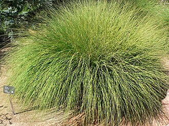 Deergrass (Muhlenbergia rigens)