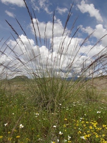 Purple Muhly (Muhlenbergia rigida)