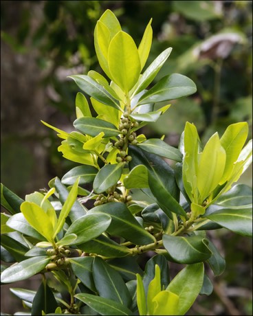 Myrsine (Myrsine floridana)