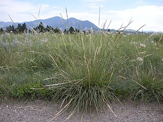 Green Needlegrass (Nassella viridula)