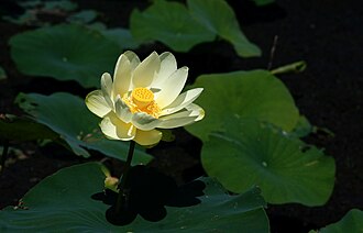 American Lotus (Nelumbo lutea)