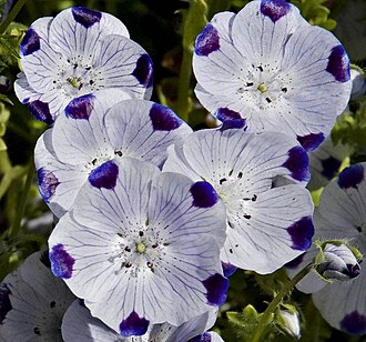 Five Spot (Nemophila maculata)