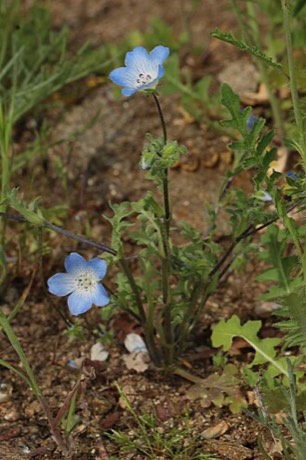 Baby Blue Eyes (Nemophila menziesii)