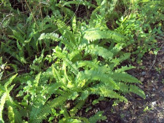 Sword Fern (Nephrolepis exaltata)