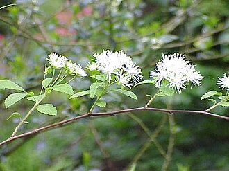 Alabama Snowwreath (Neviusia alabamensis)