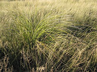 Foothill Beargrass (Nolina erumpens)