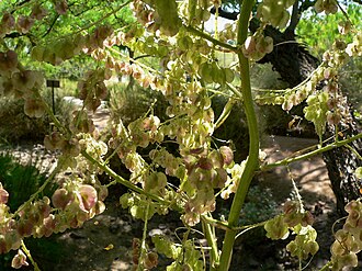 Sacahuista (Nolina microcarpa)