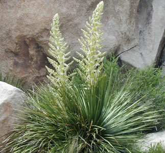 Parry's Beargrass (Nolina parryi)