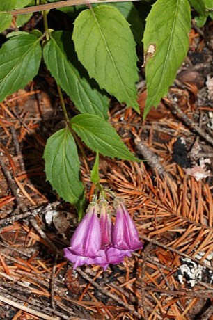 Woodland Beardtongue (Nothochelone nemorosa)