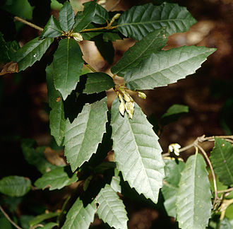 Tanoak (Notholithocarpus densiflorus)