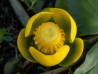Yellow Pond-lily (Nuphar advena)