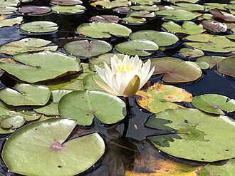 American White Waterlily (Nymphaea odorata)