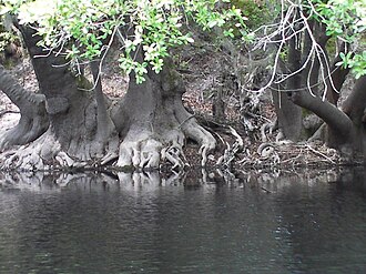 Ogeechee Tupelo (Nyssa ogeche)