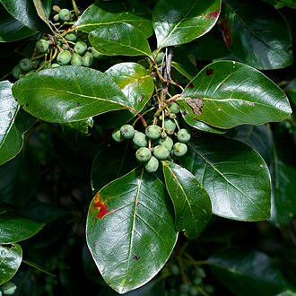 Black Gum (Nyssa sylvatica)