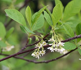 Indian Plum (Oemleria cerasiformis)