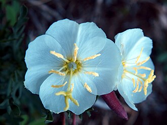 Whitestem Evening Primrose (Oenothera albicaulis)