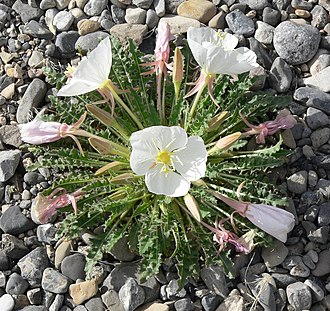Tufted Evening Primrose (Oenothera caespitosa)