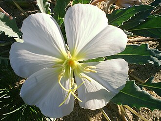 Birdcage Evening Primrose (Oenothera deltoides)