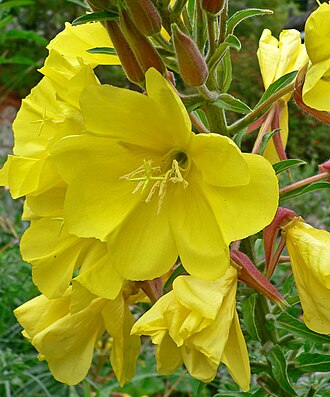 Hooker's Evening Primrose (Oenothera elata)