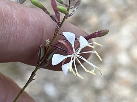 Slenderstalk Beeblossom (Oenothera filipes)
