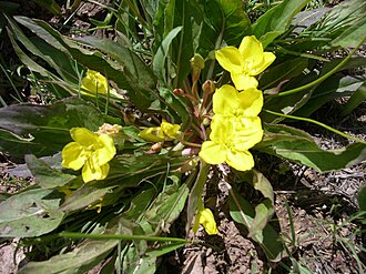 Yellow Evening Primrose (Oenothera flava)