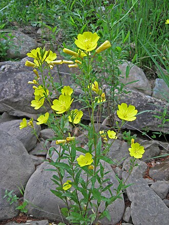 Narrow-leaf Evening Primrose (Oenothera fruticosa)