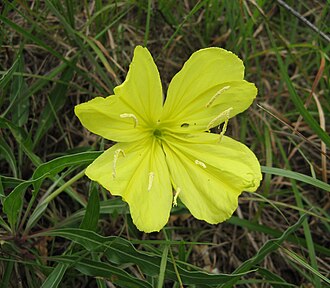 Missouri Evening Primrose (Oenothera macrocarpa)