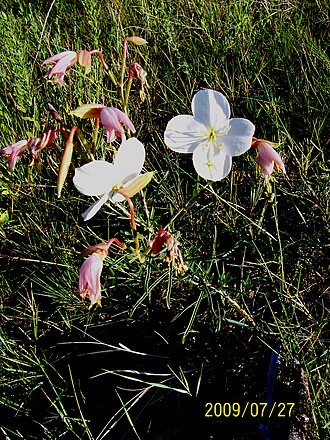 Nuttall's Evening Primrose (Oenothera nuttallii)