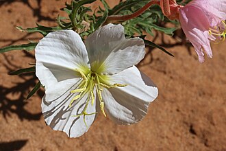 Pale Evening Primrose (Oenothera pallida)