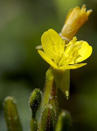Little Sundrops (Oenothera perennis)