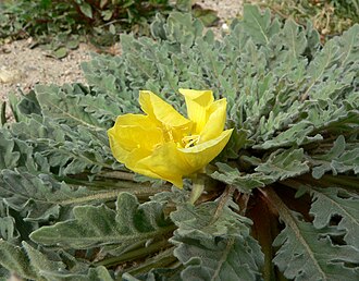 Desert Evening Primrose (Oenothera primiveris)