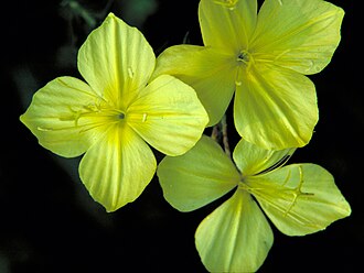 Diamondpetal Evening Primrose (Oenothera rhombipetala)
