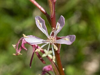 Southern Beeblossom (Oenothera simulans)