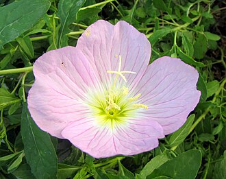 Pink Evening Primrose (Oenothera speciosa)