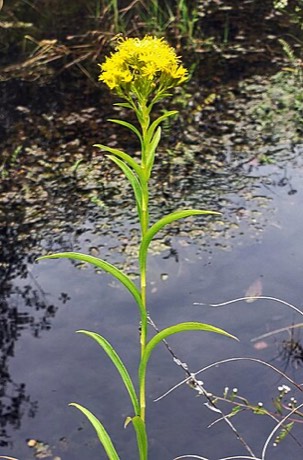 Riddell's Goldenrod (Oligoneuron riddellii)