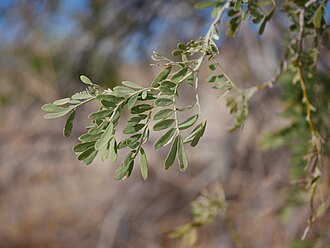Desert Ironwood (Olneya tesota)
