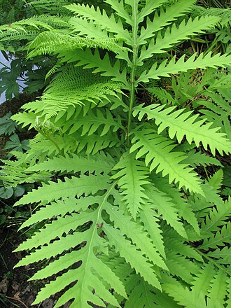 Sensitive Fern (Onoclea sensibilis)