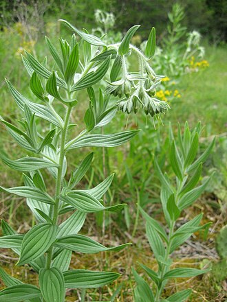 Soft False Gromwell (Onosmodium molle)