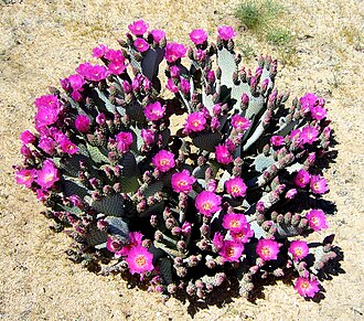 Beavertail Prickly Pear (Opuntia basilaris)