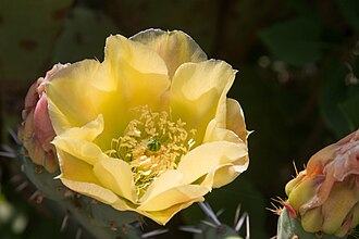 Engelmann's Prickly Pear (Opuntia engelmannii)