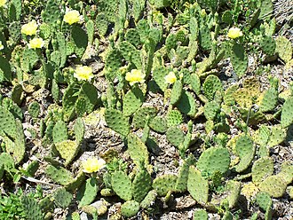 Eastern Prickly Pear (Opuntia humifusa)