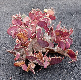 Purple Prickly Pear (Opuntia macrocentra)
